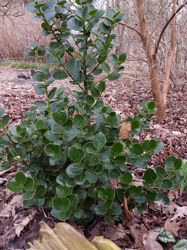 Ilex perado - Herrenkamper Gärten - Pflanzenraritäten