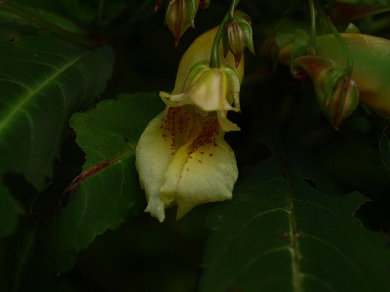 Impatiens omeiensis - Herrenkamper Gärten - Pflanzenraritäten