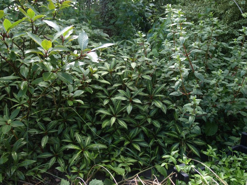 Impatiens omeiensis - Herrenkamper Gärten - Pflanzenraritäten