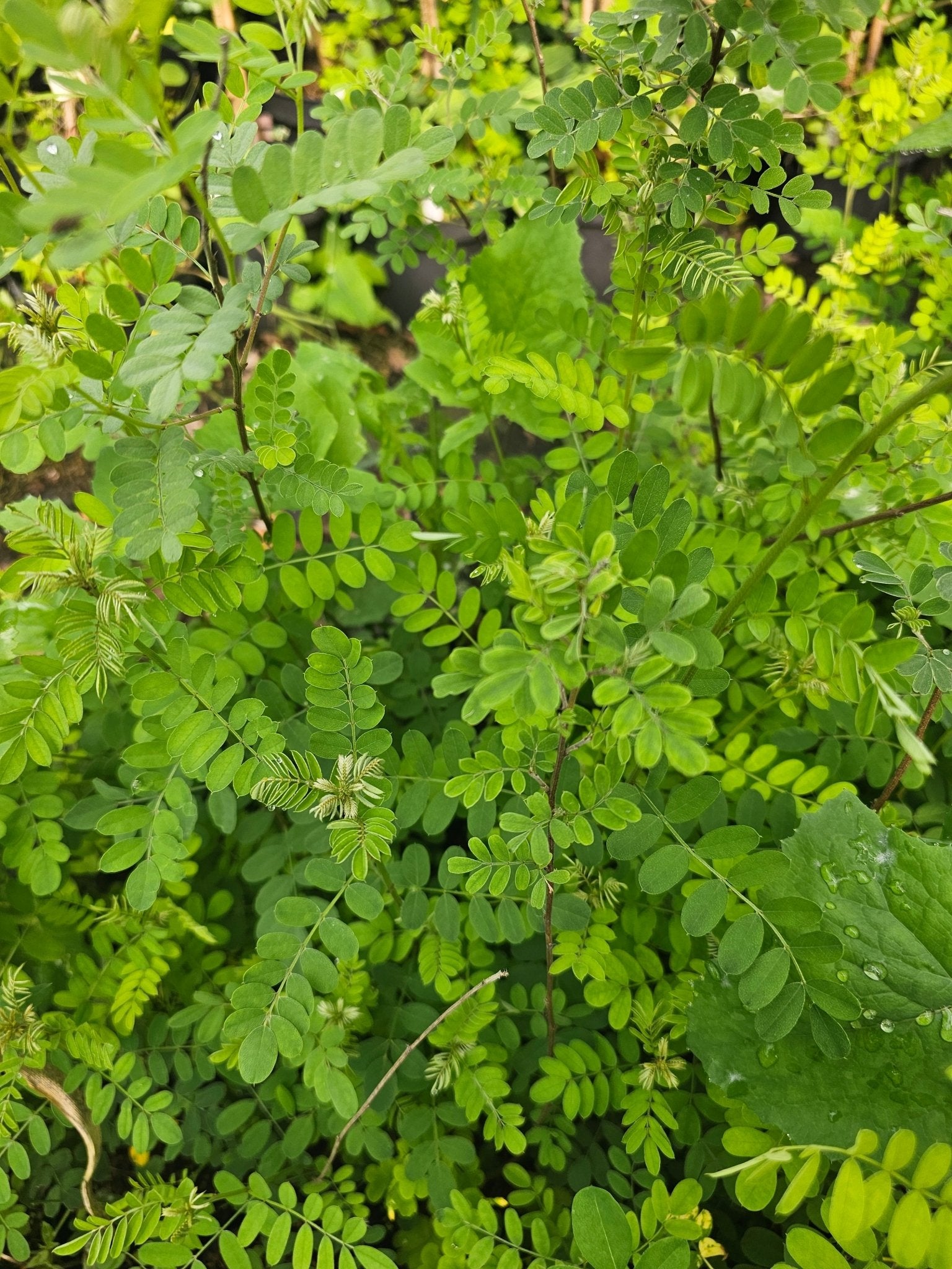 Indigofera heterantha syn. Indigofera gerardiana - Herrenkamper Gärten - Pflanzenraritäten