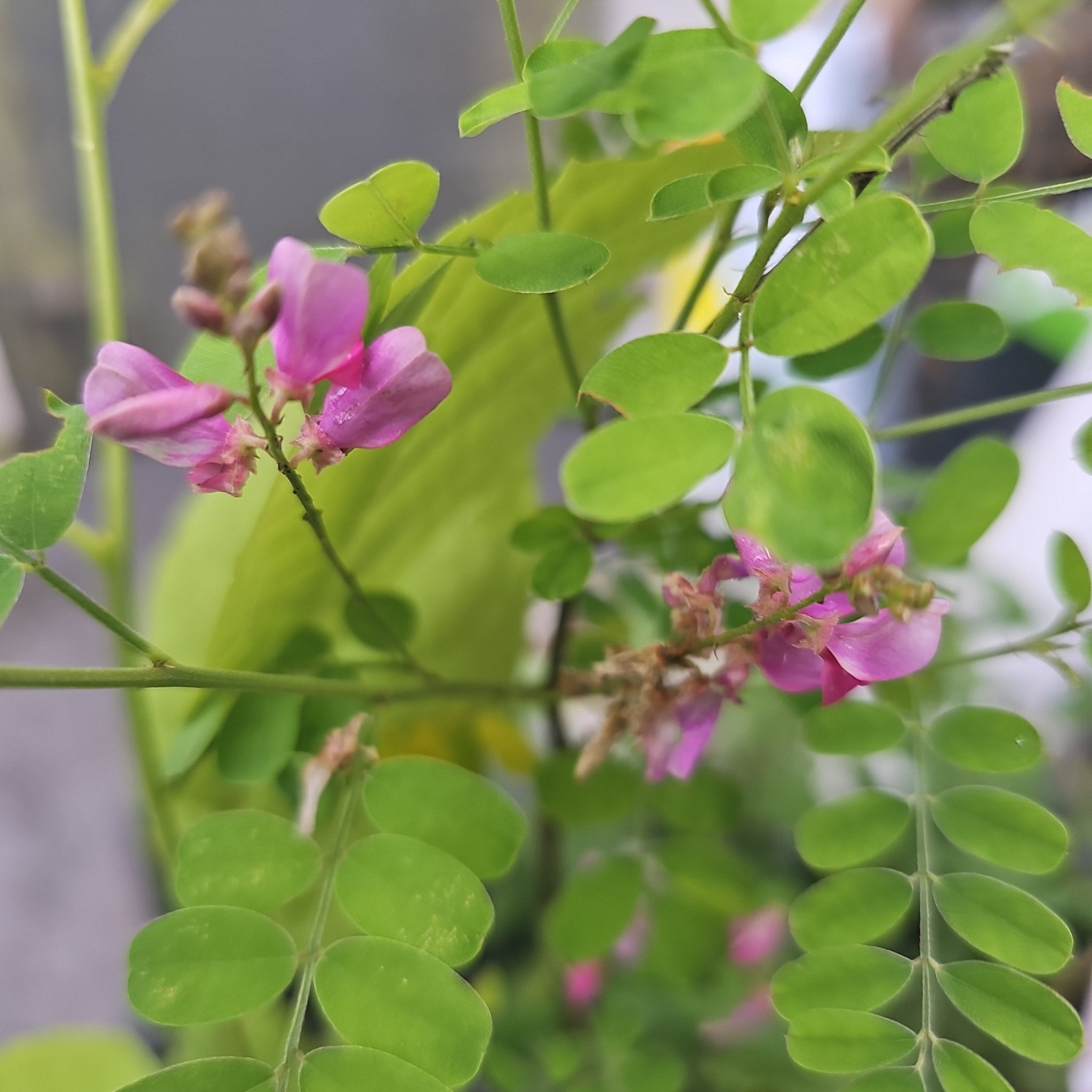 Indigofera heterantha syn. Indigofera gerardiana - Herrenkamper Gärten - Pflanzenraritäten