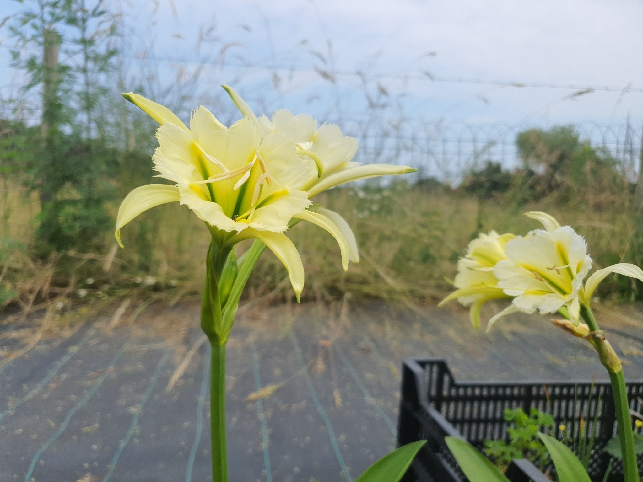 Ismene x spofforthiae 'Sulphur Queen' syn.Hymenocallis 'Sulphur Queen' - Herrenkamper Gärten - Pflanzenraritäten