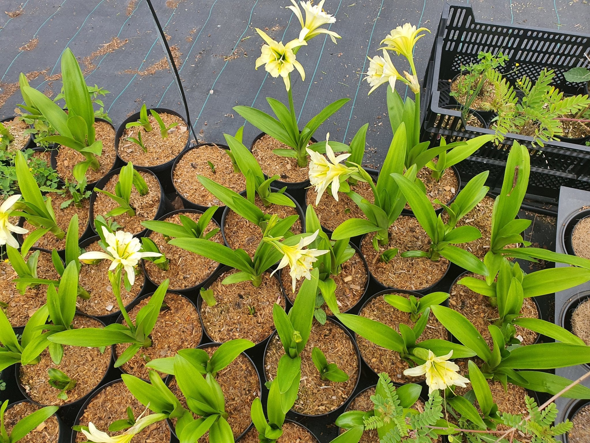 Ismene x spofforthiae 'Sulphur Queen' syn.Hymenocallis 'Sulphur Queen' - Herrenkamper Gärten - Pflanzenraritäten