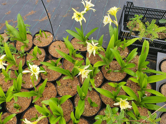 Ismene x spofforthiae 'Sulphur Queen' syn.Hymenocallis 'Sulphur Queen' - Herrenkamper Gärten - Pflanzenraritäten