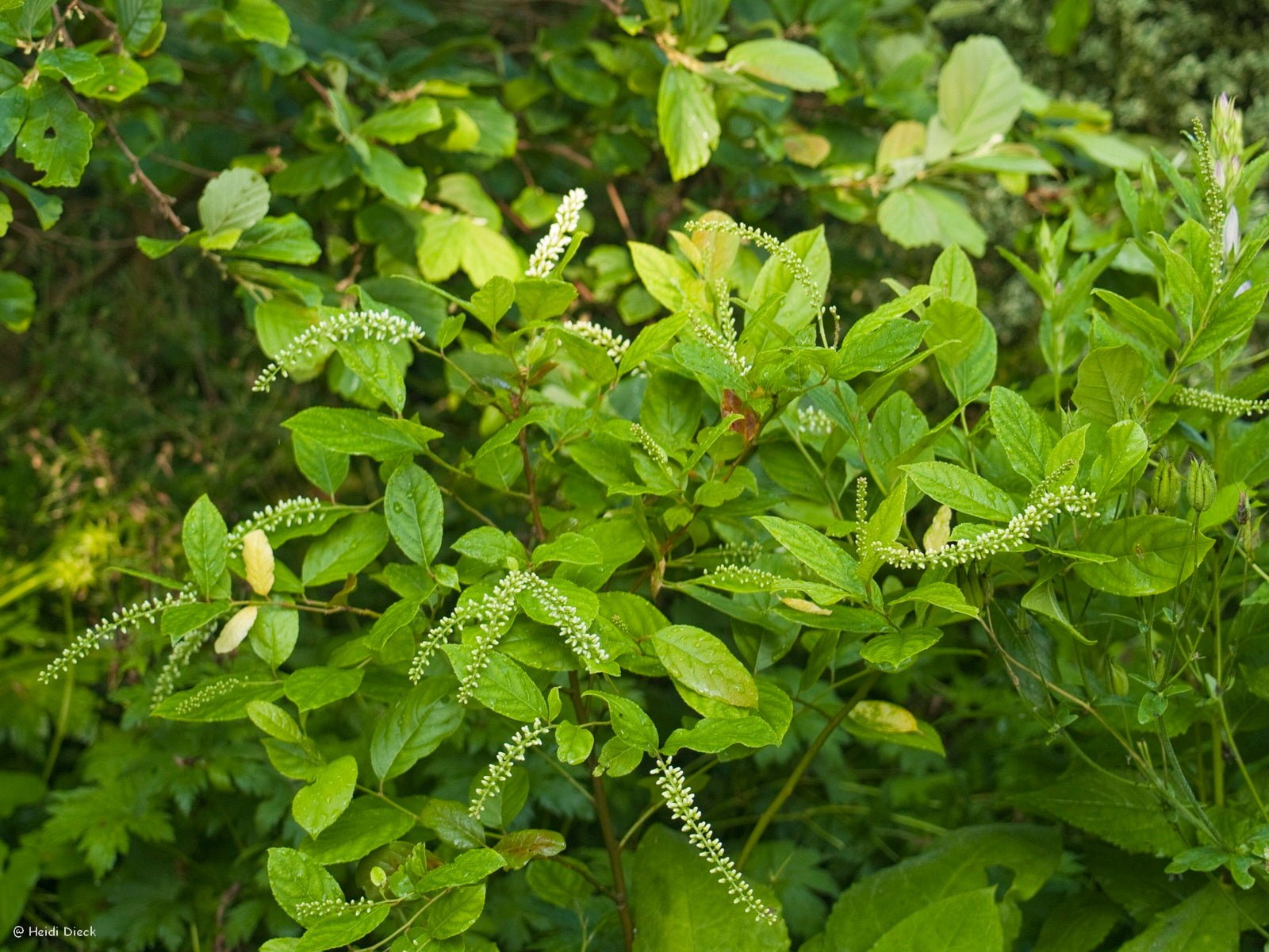 Itea yunnanensis - Herrenkamper Gärten - Pflanzenraritäten