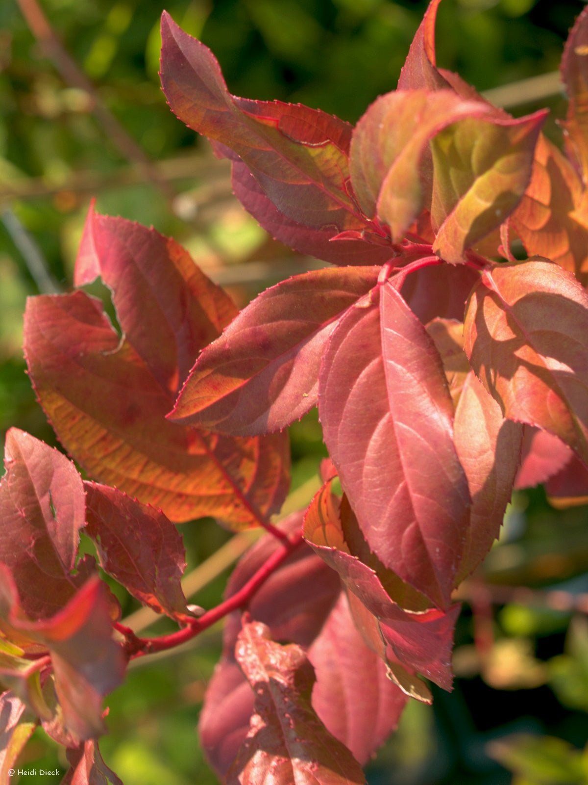 Itea yunnanensis - Herrenkamper Gärten - Pflanzenraritäten