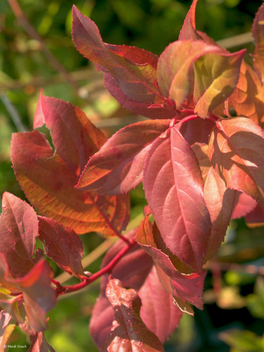 Itea yunnanensis - Herrenkamper Gärten - Pflanzenraritäten