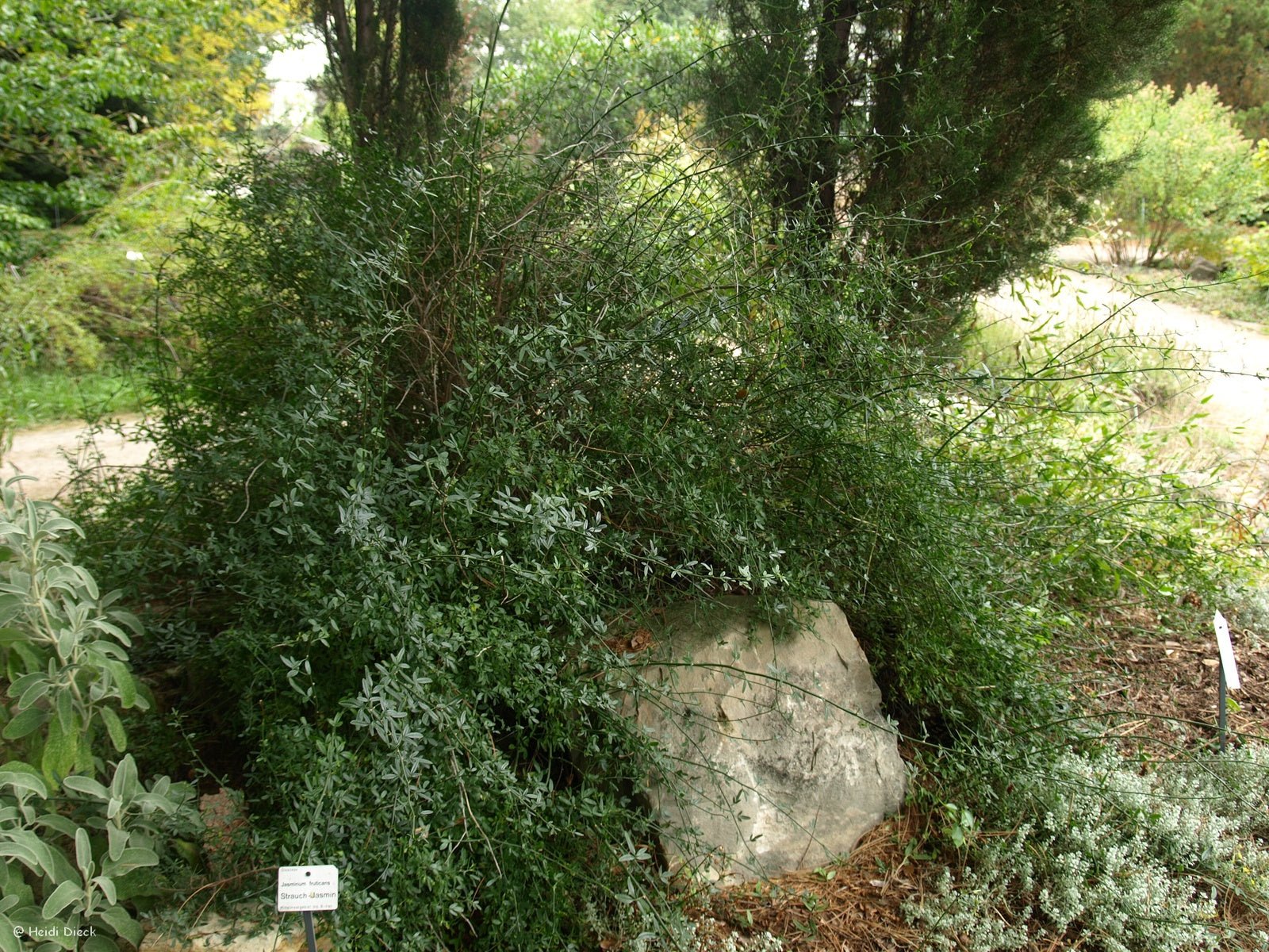 Jasminum fruticans - Herrenkamper Gärten - Pflanzenraritäten