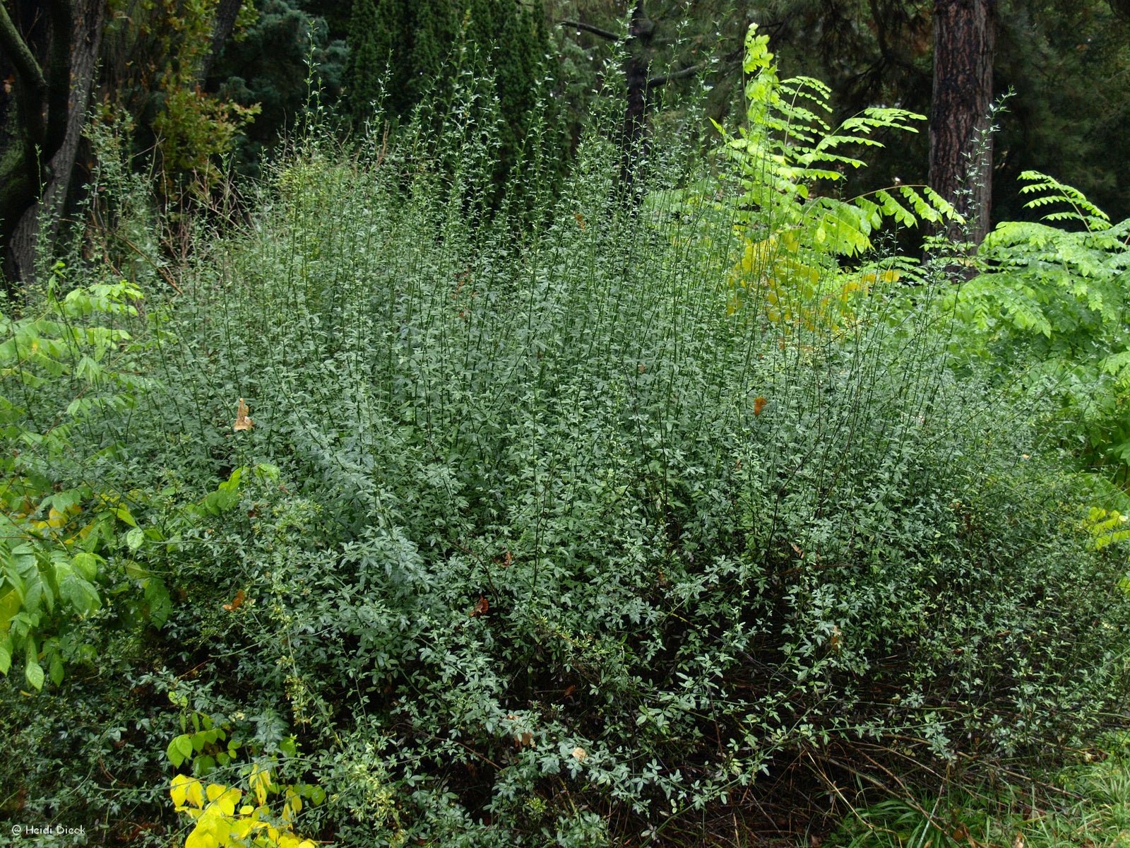Jasminum fruticans - Herrenkamper Gärten - Pflanzenraritäten