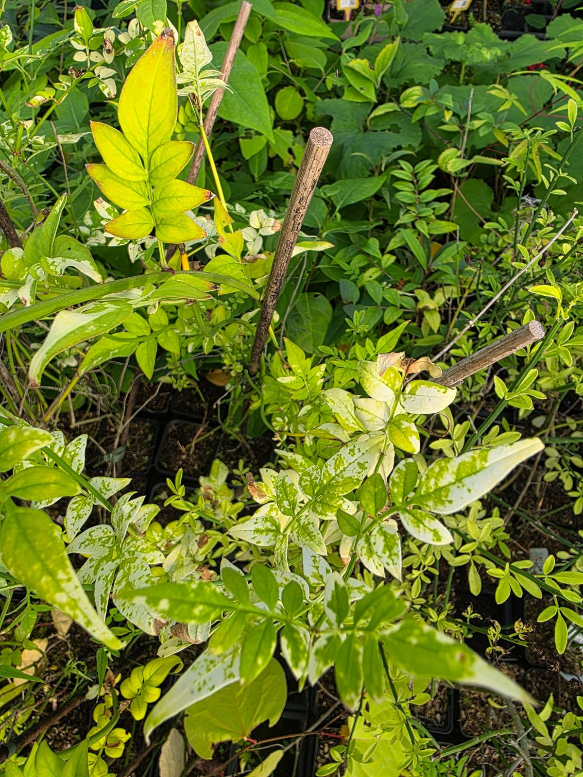Jasminum officinale 'Aureovariegata' - Herrenkamper Gärten - Pflanzenraritäten