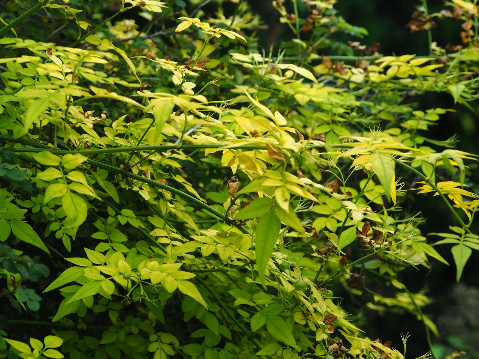 Jasminum officinale 'Fiona Sunrise' - Herrenkamper Gärten - Pflanzenraritäten