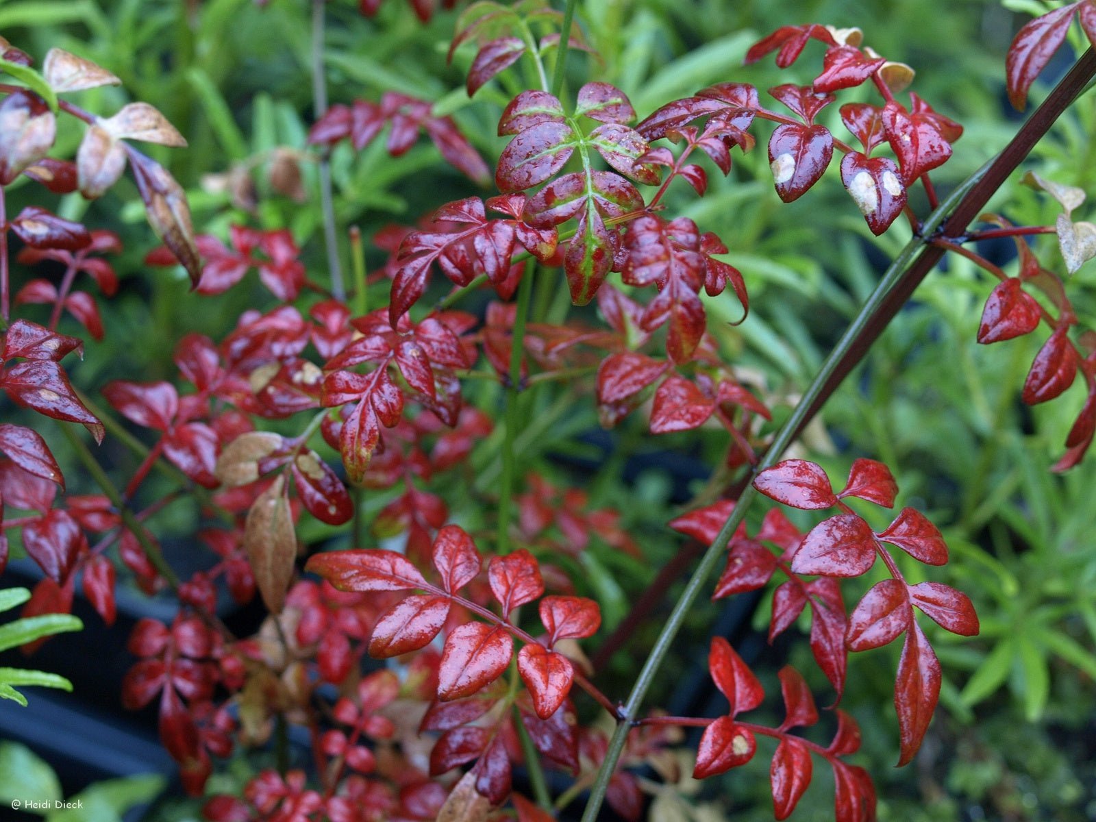 Jasminum officinale 'Inverleith' - Herrenkamper Gärten - Pflanzenraritäten