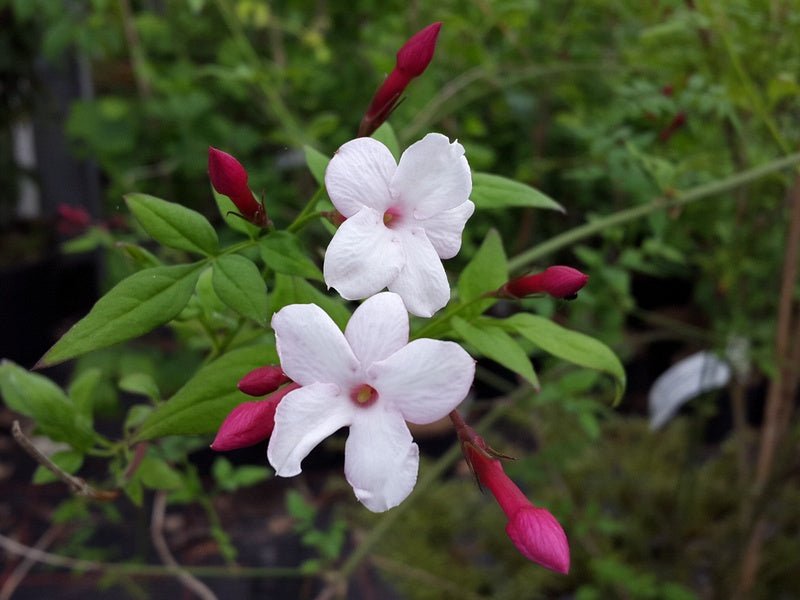 Jasminum officinale 'Inverleith' - Herrenkamper Gärten - Pflanzenraritäten