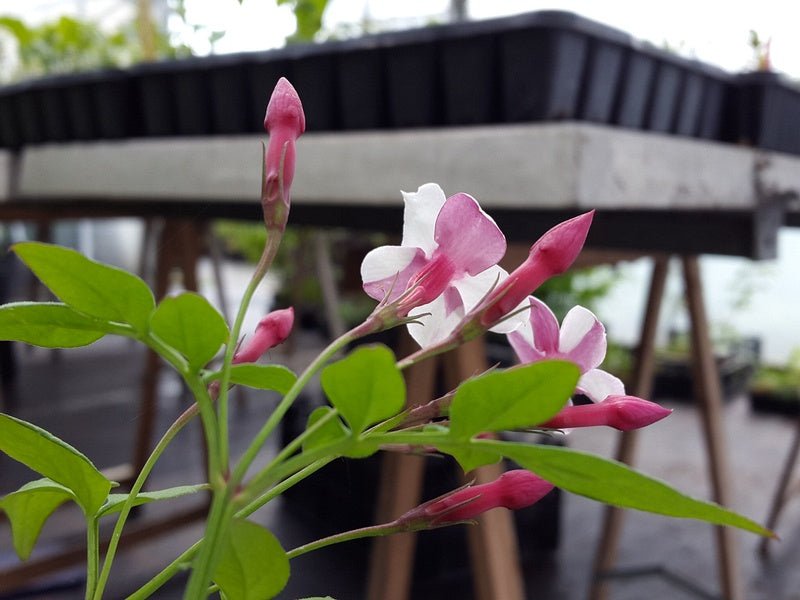 Jasminum officinale 'Inverleith' - Herrenkamper Gärten - Pflanzenraritäten