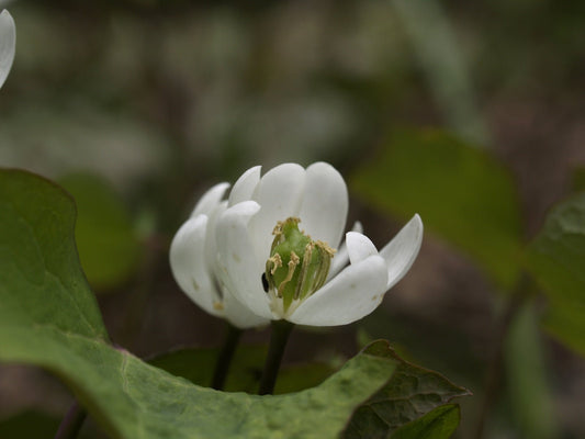 Jeffersonia diphylla - Herrenkamper Gärten - Pflanzenraritäten