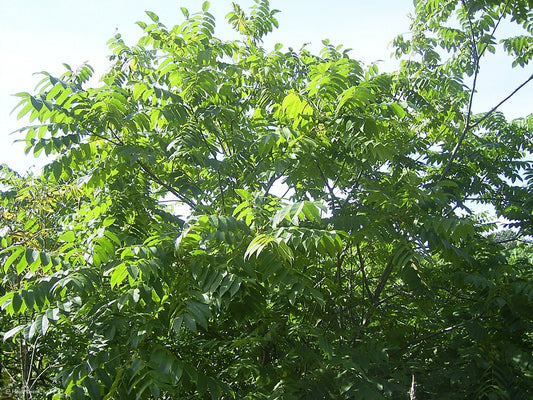 Juglans ailantifolia - Herrenkamper Gärten - Pflanzenraritäten