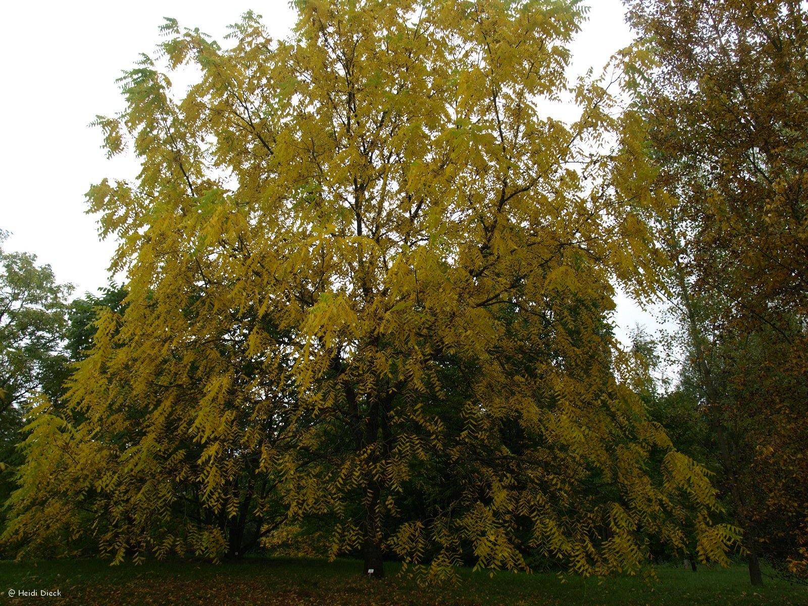 Juglans cinerea - Herrenkamper Gärten - Pflanzenraritäten