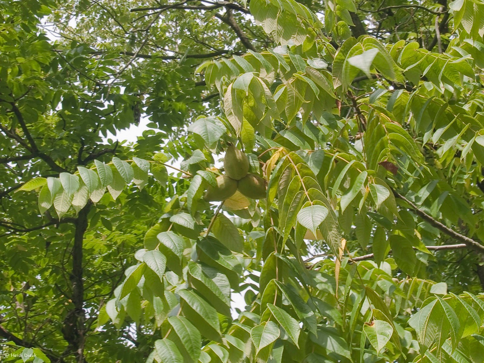 Juglans cinerea - Herrenkamper Gärten - Pflanzenraritäten