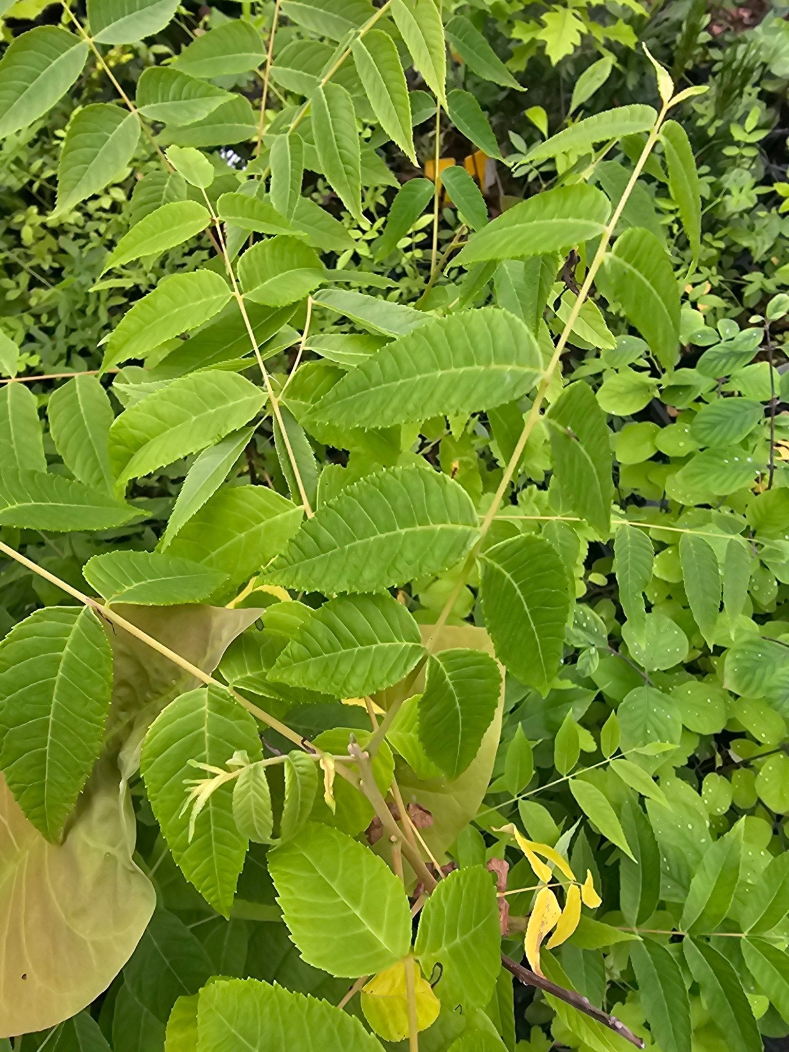 Juglans microcarpa - Herrenkamper Gärten - Pflanzenraritäten
