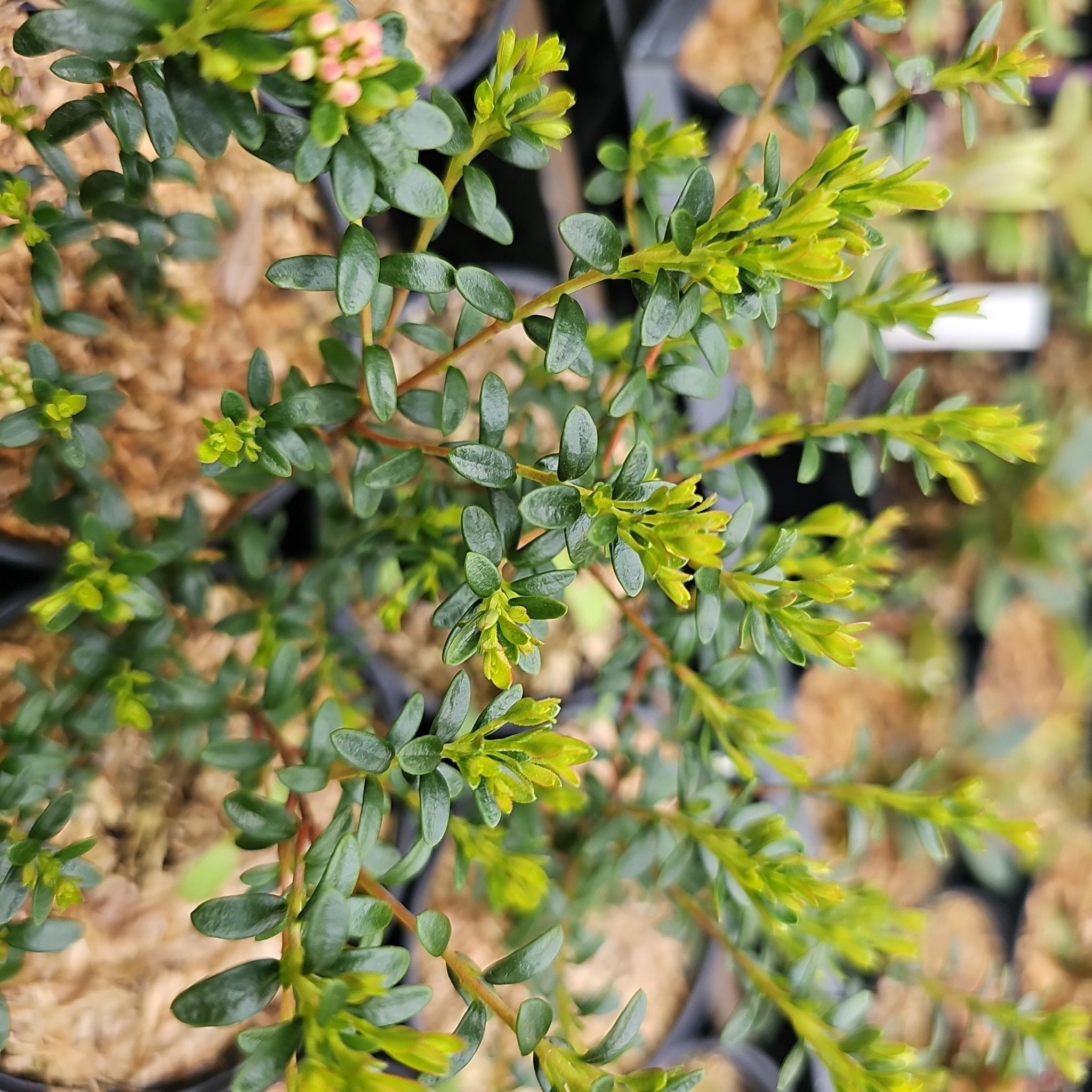Leiophyllum buxifolium - Herrenkamper Gärten - Pflanzenraritäten