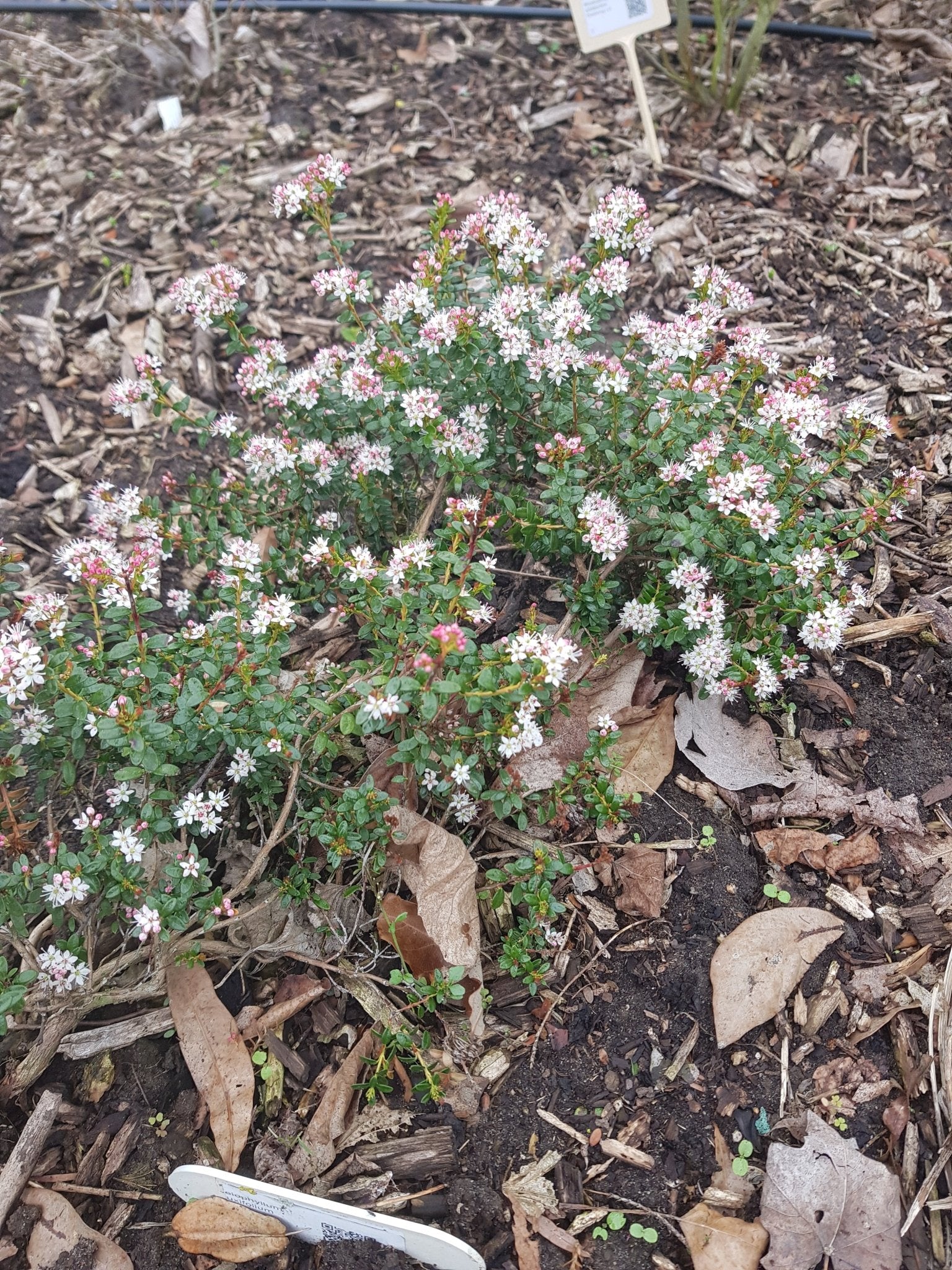 Leiophyllum buxifolium - Herrenkamper Gärten - Pflanzenraritäten