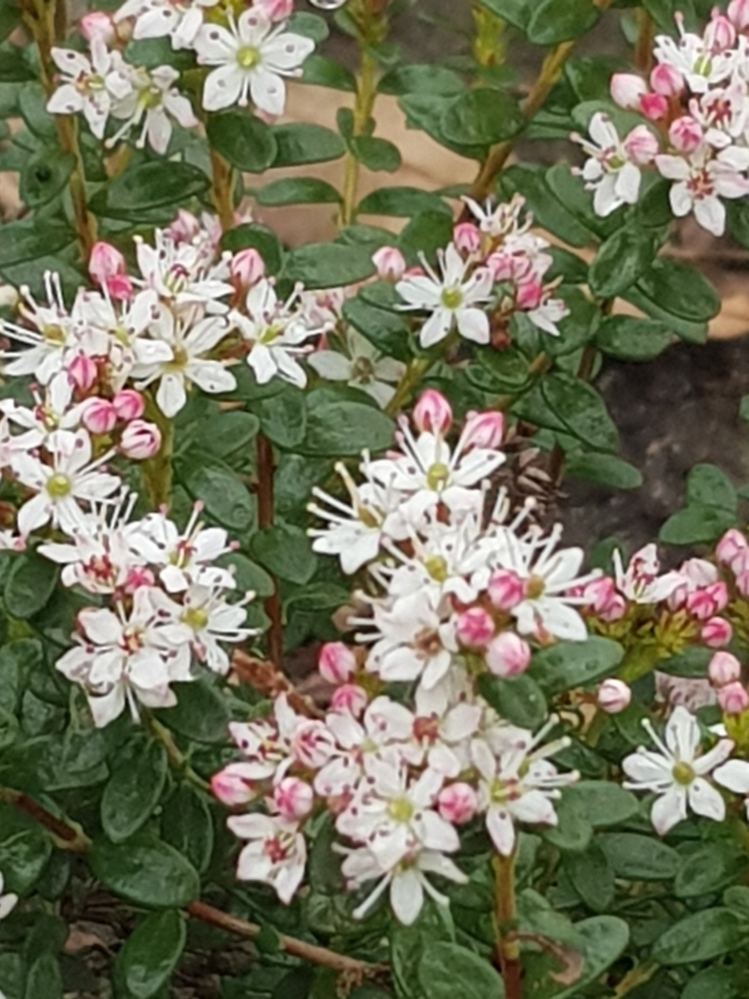Leiophyllum buxifolium - Herrenkamper Gärten - Pflanzenraritäten