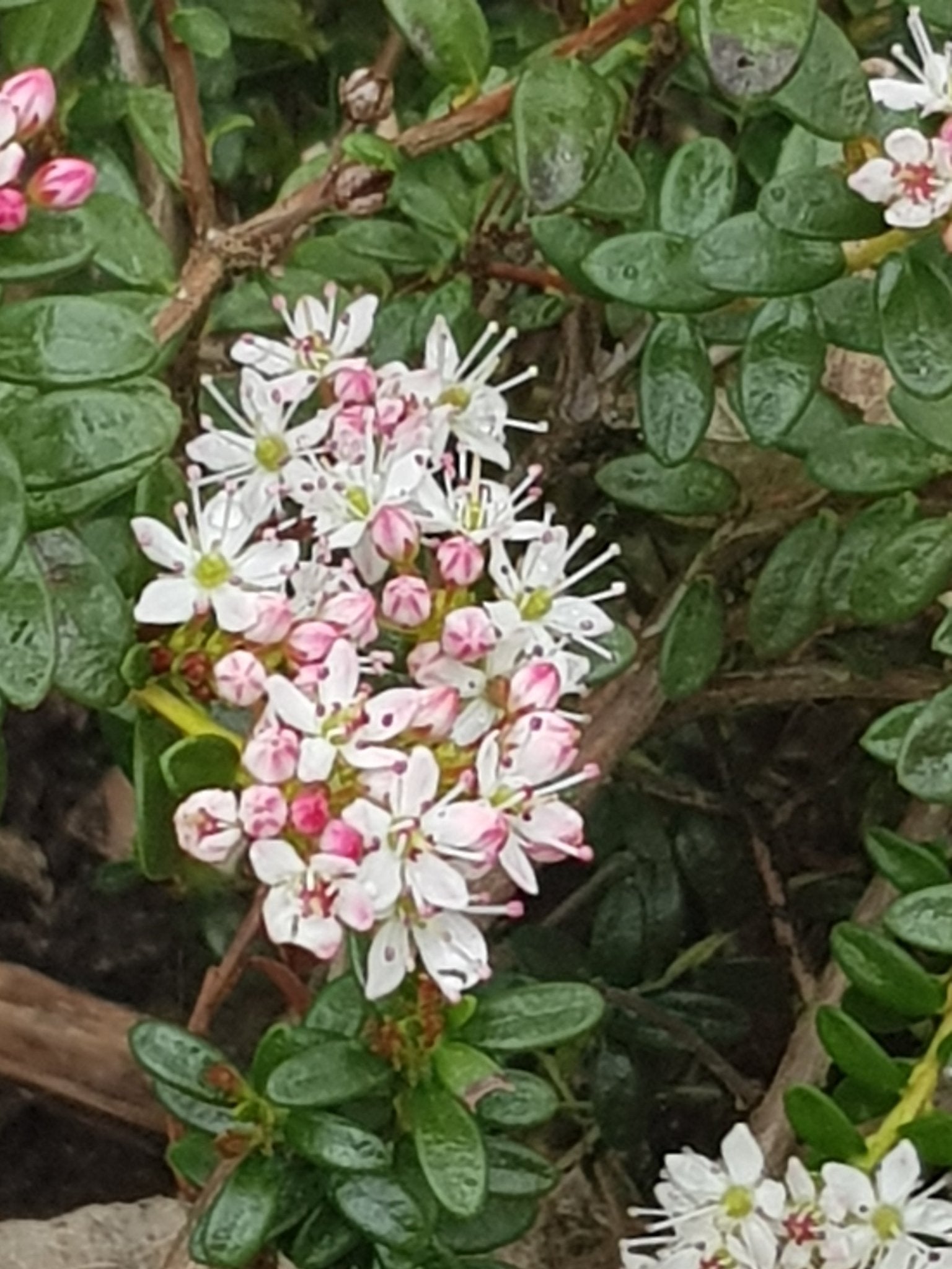 Leiophyllum buxifolium - Herrenkamper Gärten - Pflanzenraritäten
