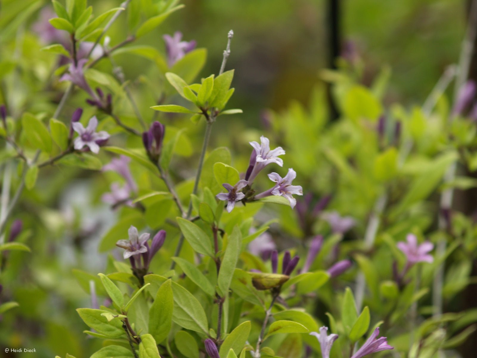 Leptodermis oblonga - Herrenkamper Gärten - Pflanzenraritäten
