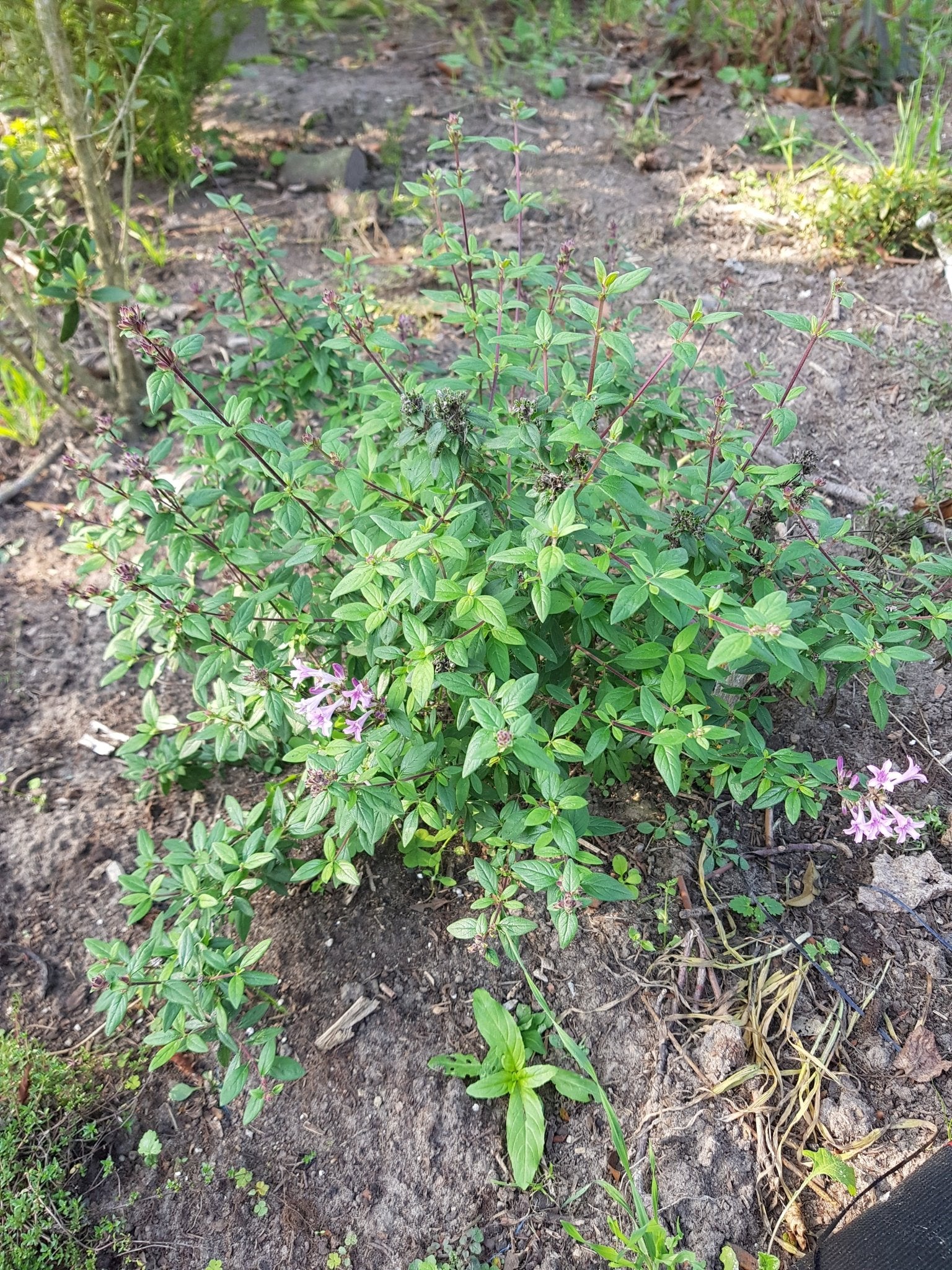 Leptodermis oblonga - Herrenkamper Gärten - Pflanzenraritäten