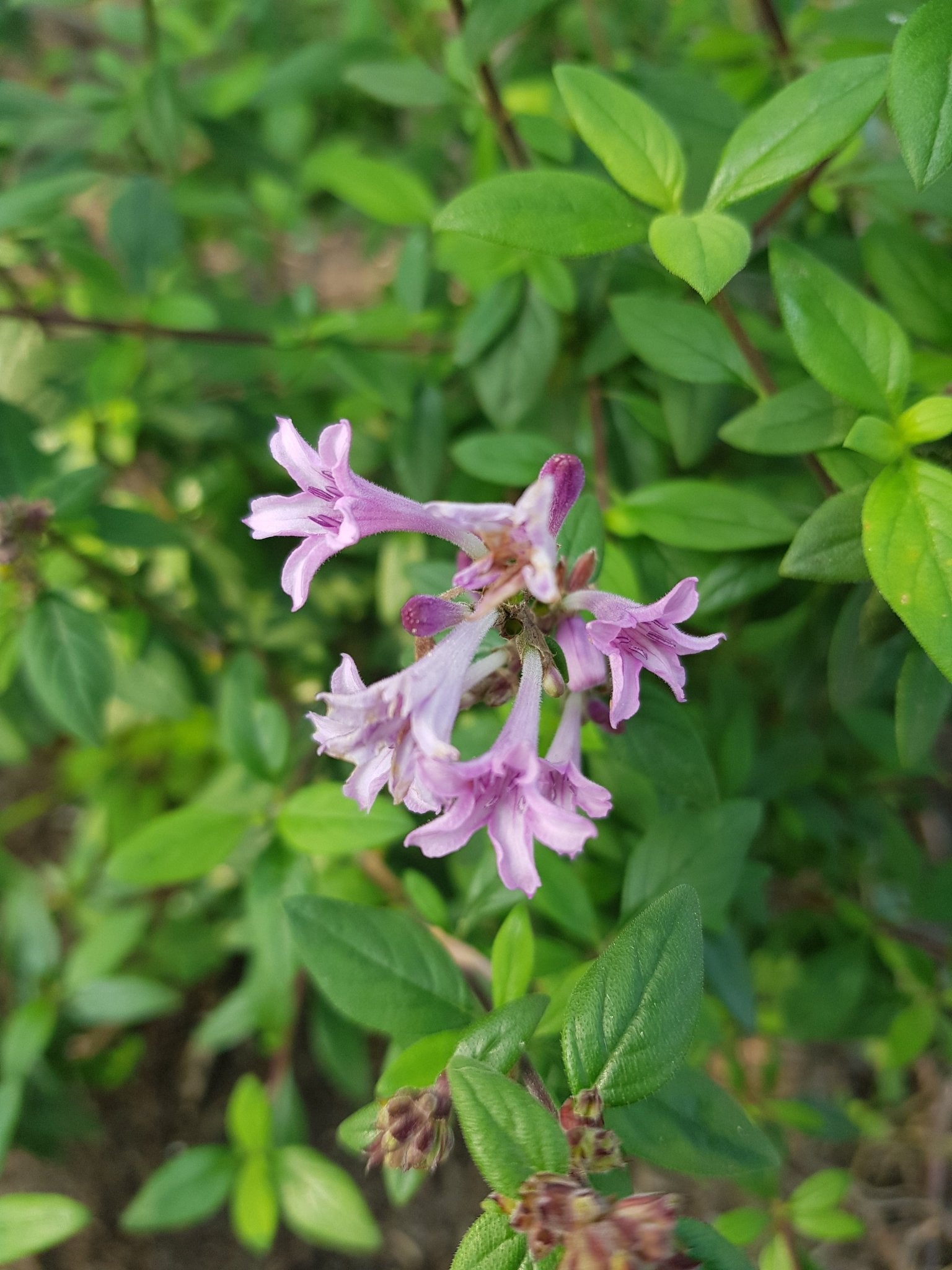 Leptodermis oblonga - Herrenkamper Gärten - Pflanzenraritäten