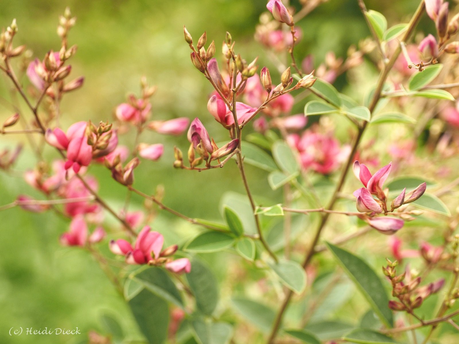Lespedeza buergeri - Herrenkamper Gärten - Pflanzenraritäten