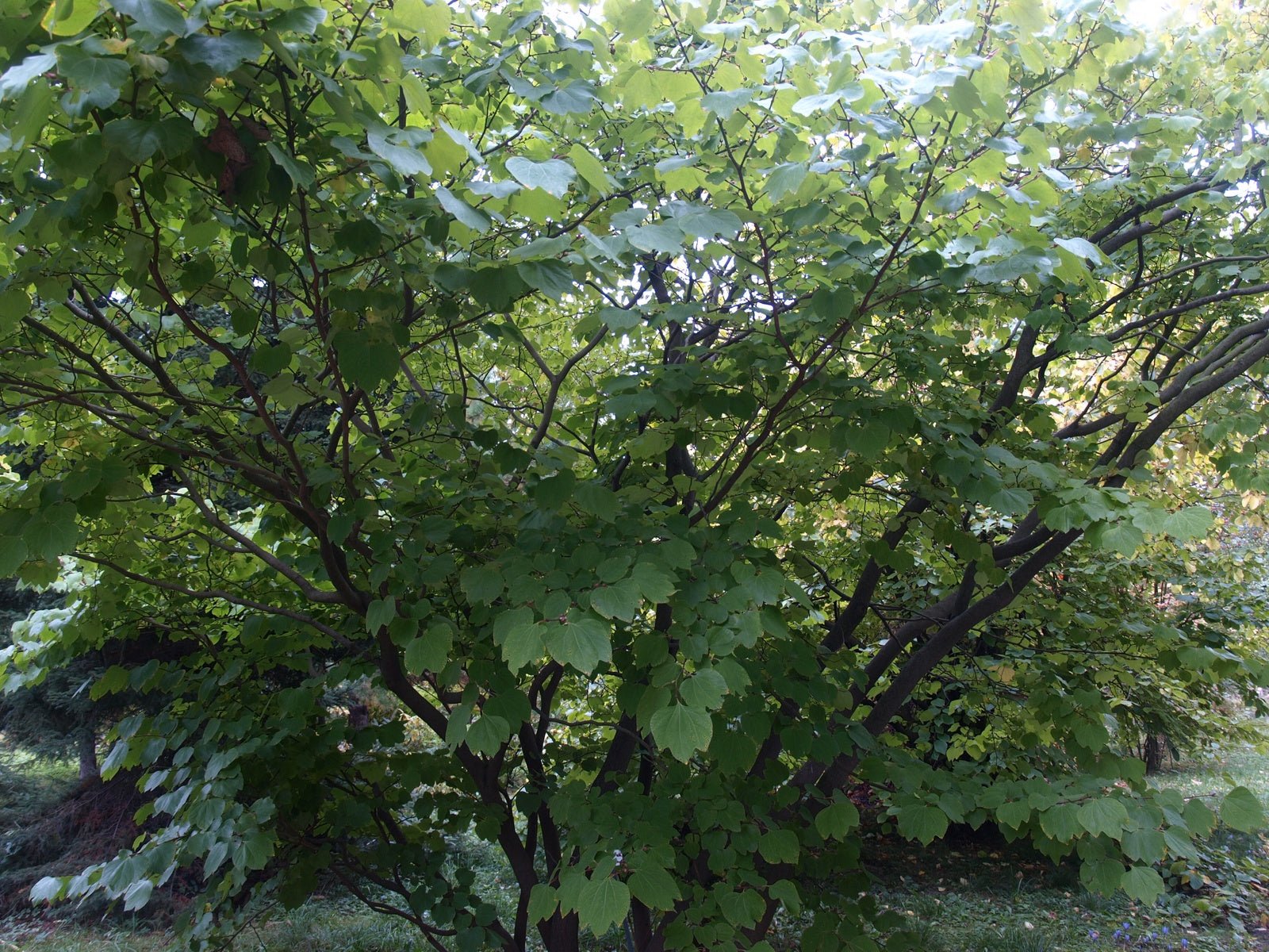 Lindera obtusiloba - Herrenkamper Gärten - Pflanzenraritäten