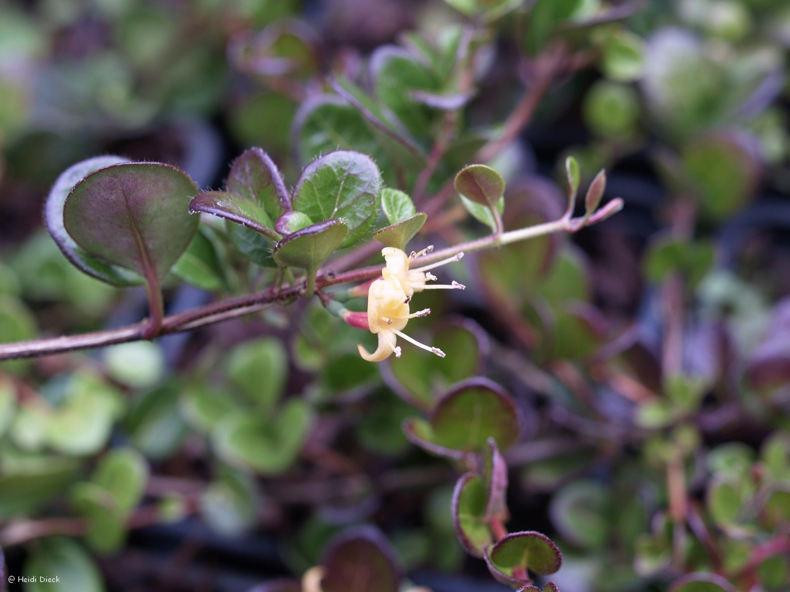 Lonicera crassifolia 'Little Honey' - Herrenkamper Gärten - Pflanzenraritäten