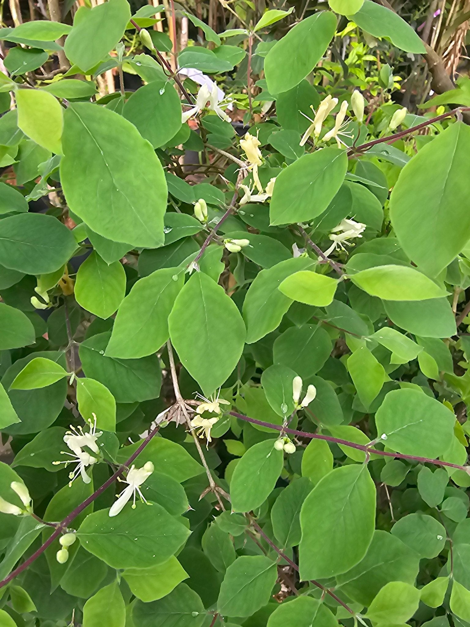 Lonicera demissa - Herrenkamper Gärten - Pflanzenraritäten