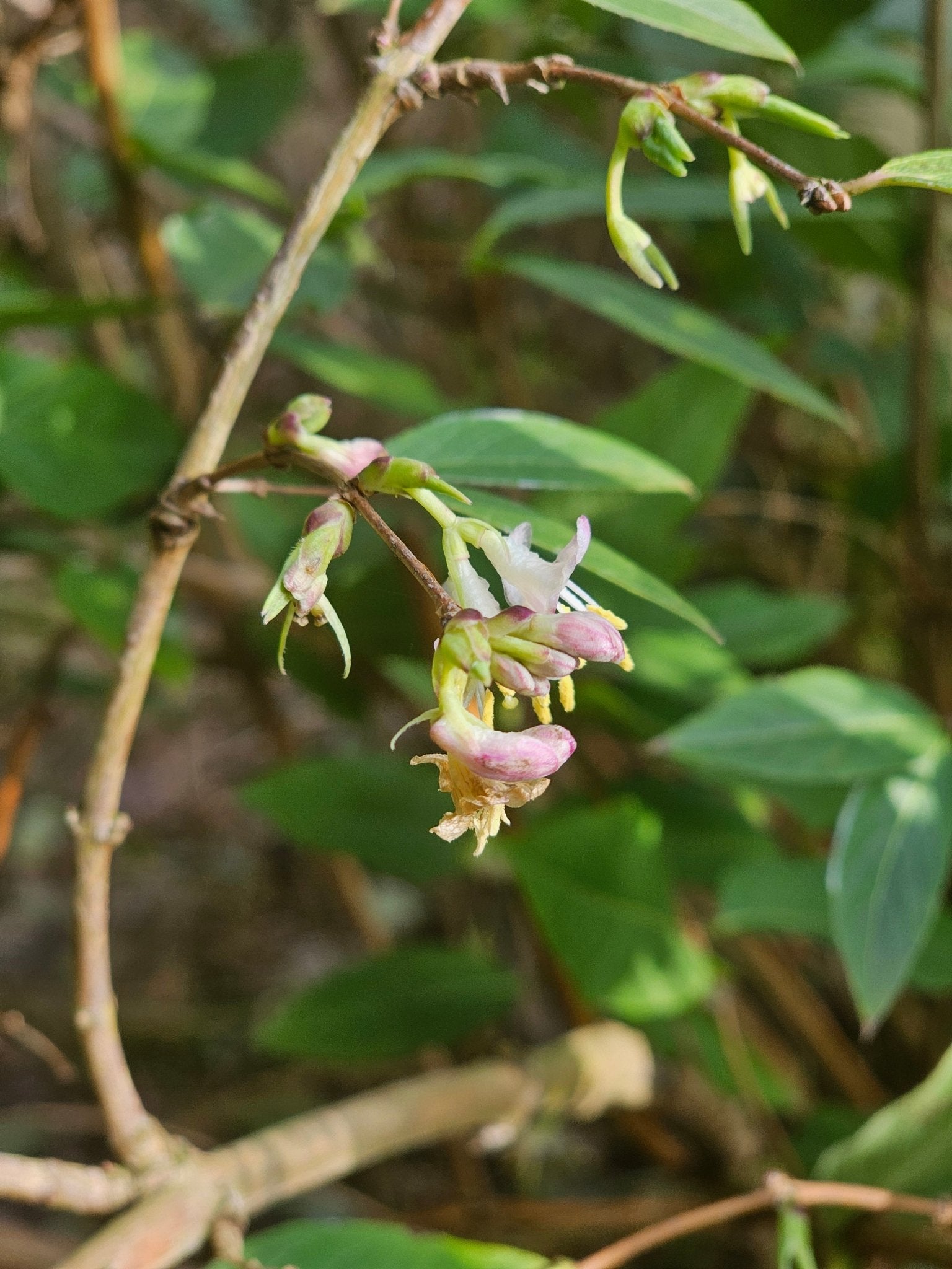 Lonicera fragantissima x standishii - Herrenkamper Gärten - Pflanzenraritäten