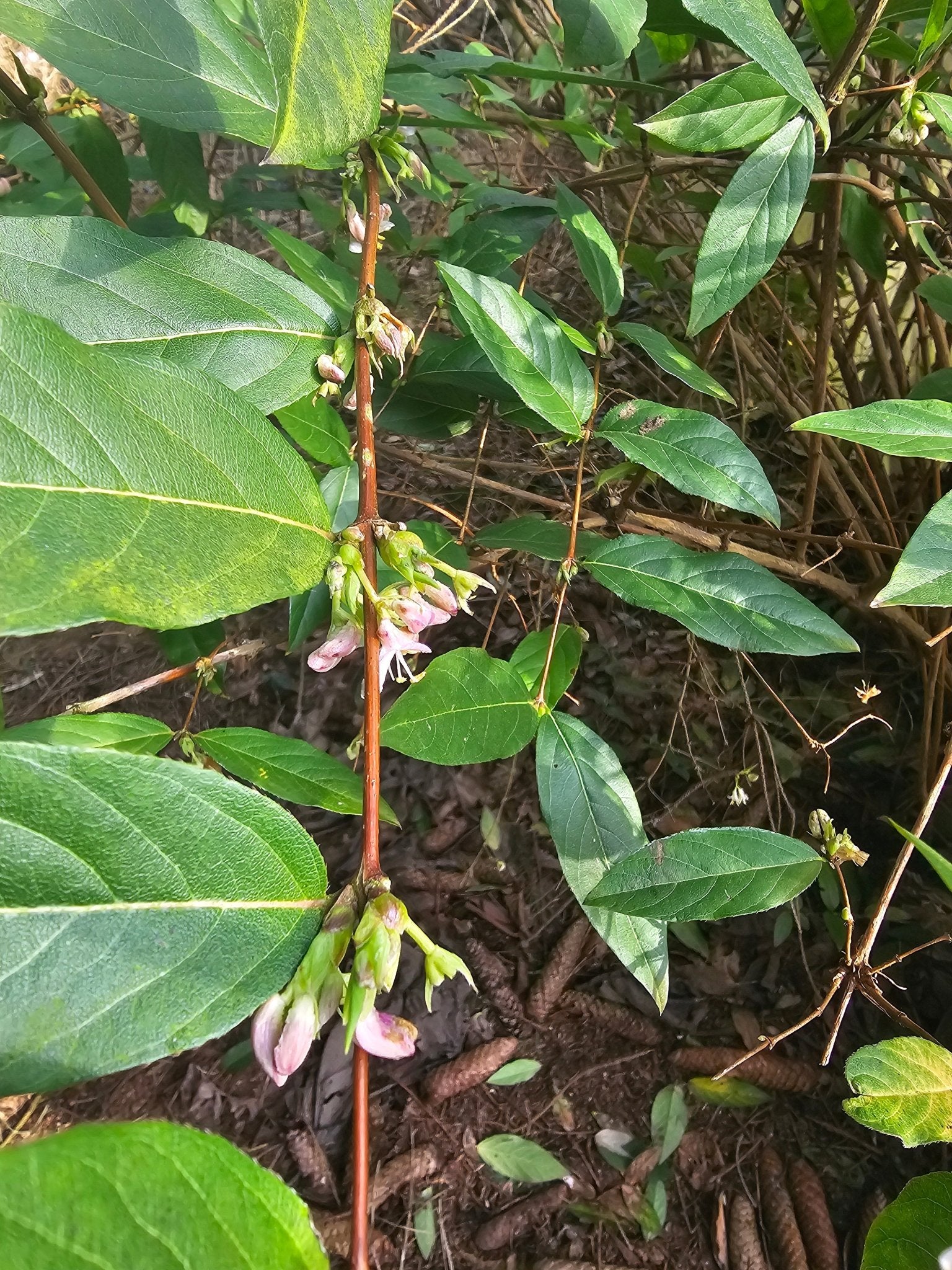 Lonicera fragantissima x standishii - Herrenkamper Gärten - Pflanzenraritäten
