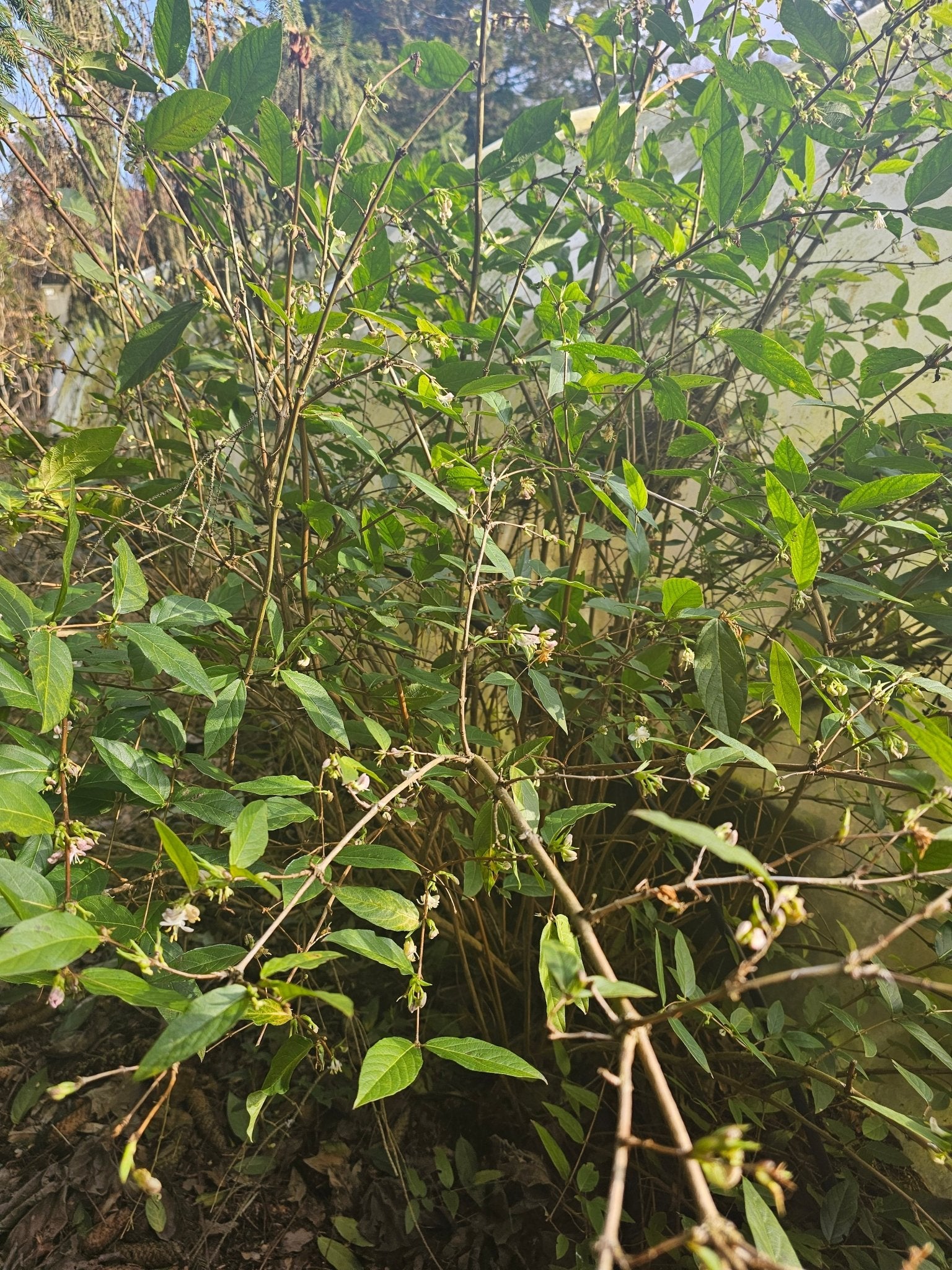 Lonicera fragantissima x standishii - Herrenkamper Gärten - Pflanzenraritäten