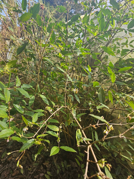 Lonicera fragantissima x standishii - Herrenkamper Gärten - Pflanzenraritäten