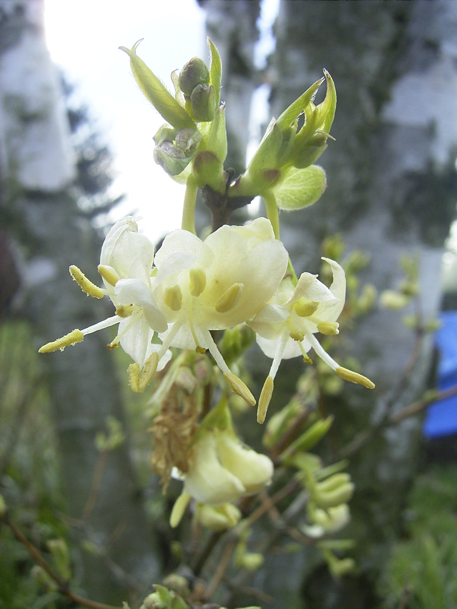 Lonicera fragrantissima - Herrenkamper Gärten - Pflanzenraritäten