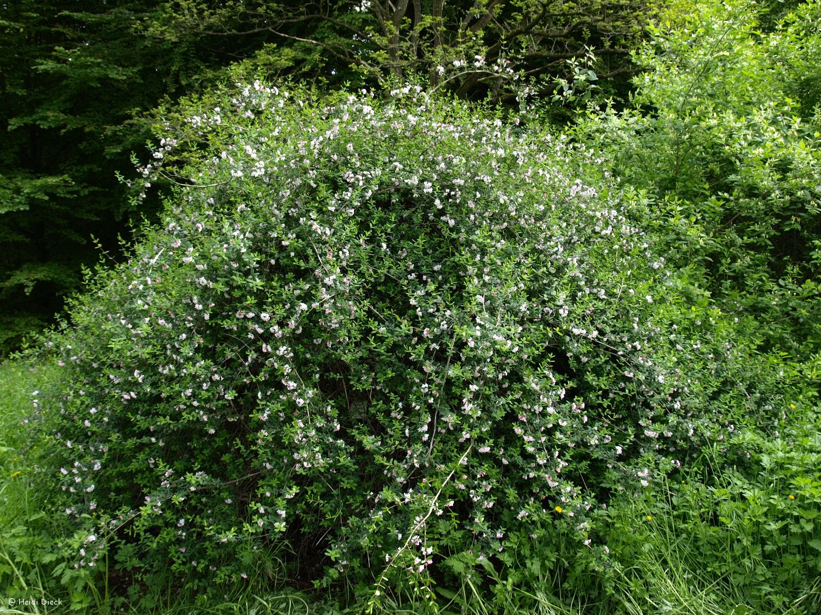 Lonicera rupicola var.syringantha (syn.: L. syringantha) - Herrenkamper Gärten - Pflanzenraritäten