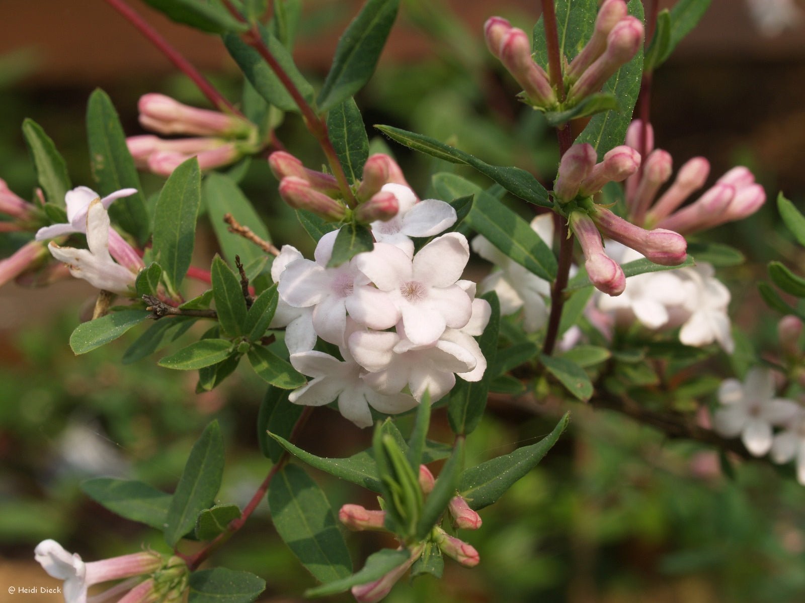 Lonicera rupicola var.syringantha (syn.: L. syringantha) - Herrenkamper Gärten - Pflanzenraritäten