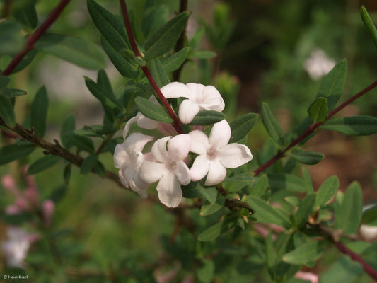 Lonicera rupicola var.syringantha (syn.: L. syringantha) - Herrenkamper Gärten - Pflanzenraritäten
