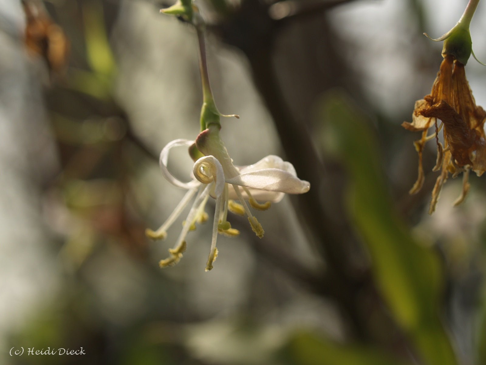 Lonicera standishii (x) 'Budapest' - Herrenkamper Gärten - Pflanzenraritäten