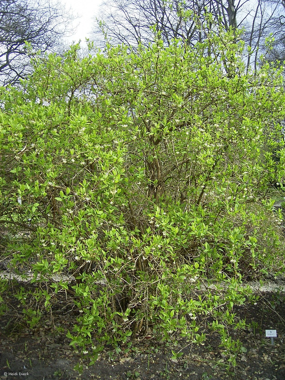 Lonicera x purpusii - Herrenkamper Gärten - Pflanzenraritäten