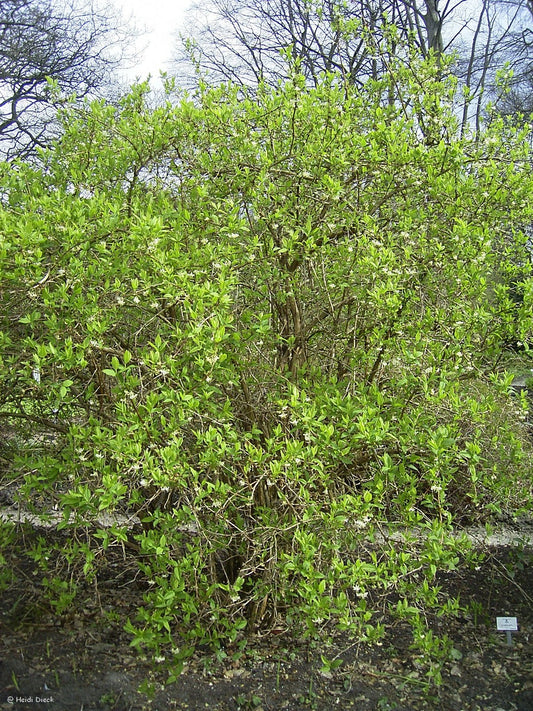 Lonicera x purpusii - Herrenkamper Gärten - Pflanzenraritäten
