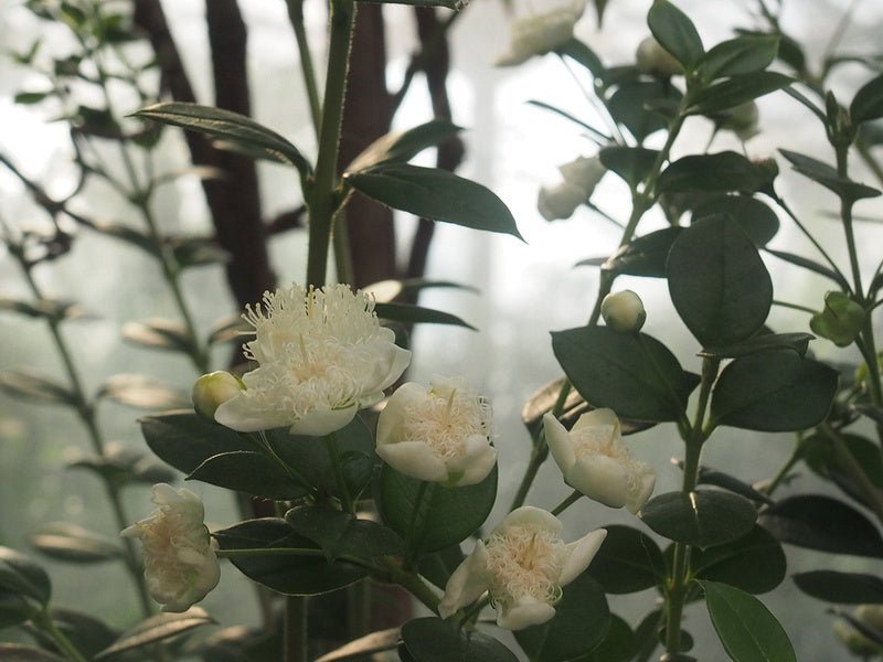 Luma apiculata - Herrenkamper Gärten - Pflanzenraritäten