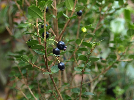Luma apiculata - Herrenkamper Gärten - Pflanzenraritäten
