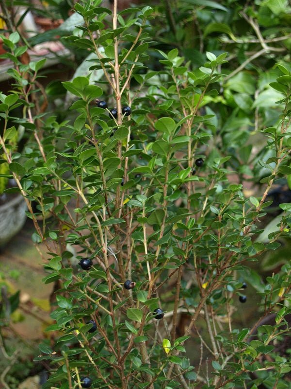 Luma apiculata - Herrenkamper Gärten - Pflanzenraritäten