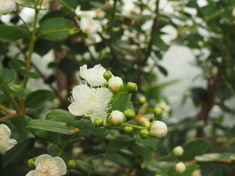 Luma apiculata - Herrenkamper Gärten - Pflanzenraritäten