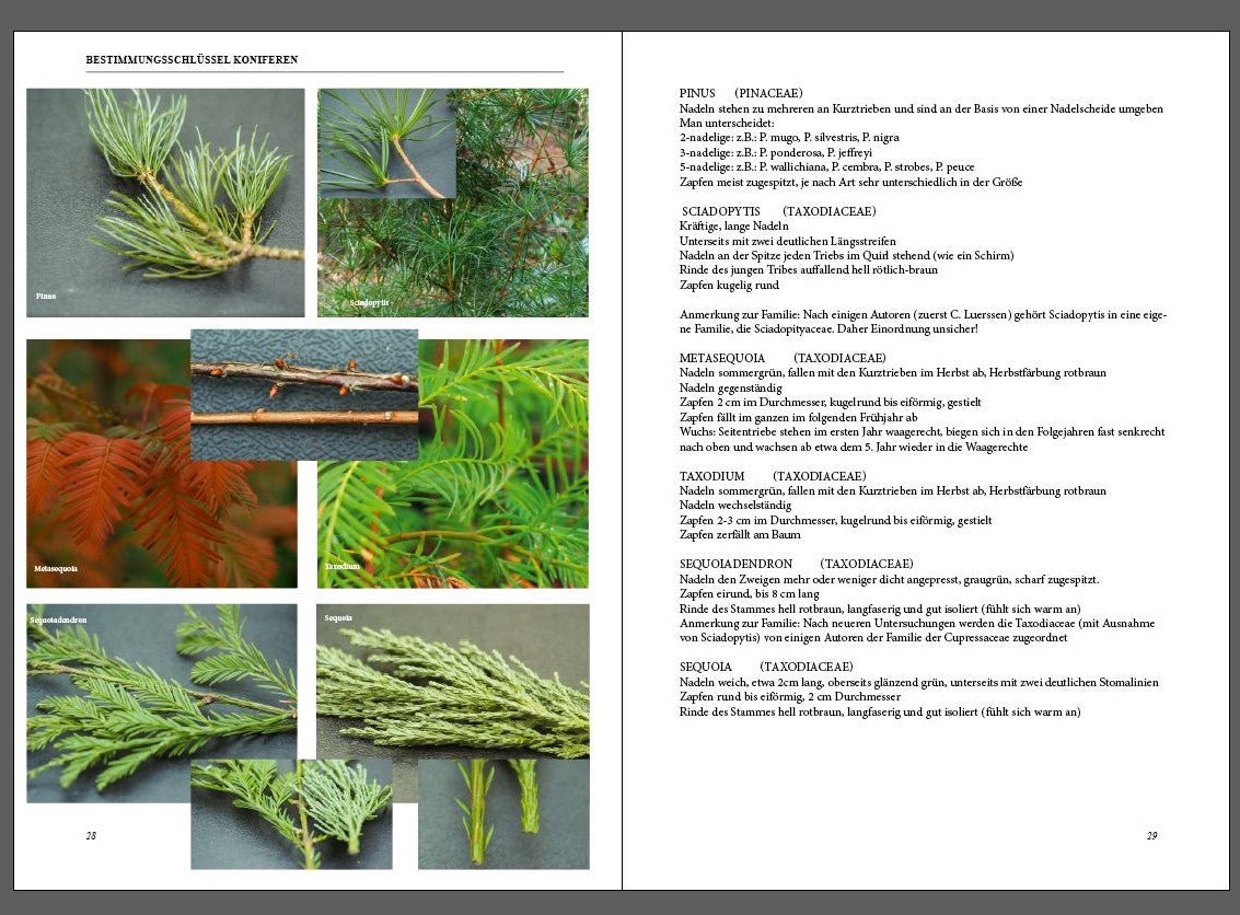 Magazin - Herrenkamper Gärten - Pflanzenraritäten